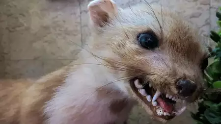 रेबीज (Rabies) का खौफ- एक मामूली काट, लेकिन मौत के दरवाज़े तक!