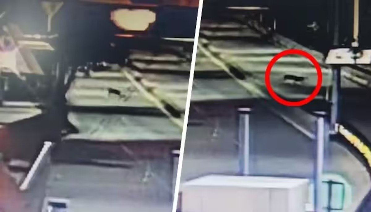 Leopard Sighted in Bengaluru: बेंगलुरु में तेंदुए की दहशत