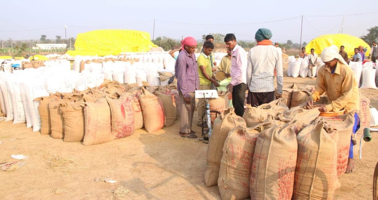 धान की खरीददारी का जोरदार सफर: क्या किसानों की जेब में भरेगा सोना?