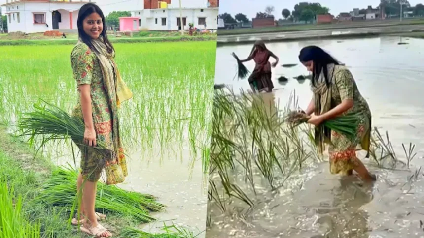 खेत में धान, सोशल मीडिया पर तूफान: देसी अंदाज़ में खेत में उतरीं रिंकू सिंह की मंगेतर प्रिया सरोज, वायरल हुई तस्वीरें!