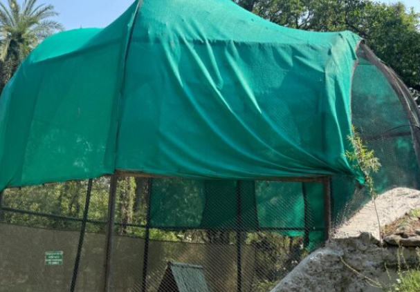 छतबीर चिड़ियाघर में जानवरों के लिए लगें “डेज़र्ट कूलर, एयर सर्कुलेटर पंखे, एग्रो नेट”